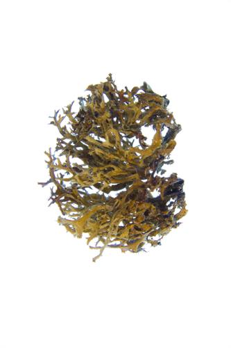 Lichen specimen